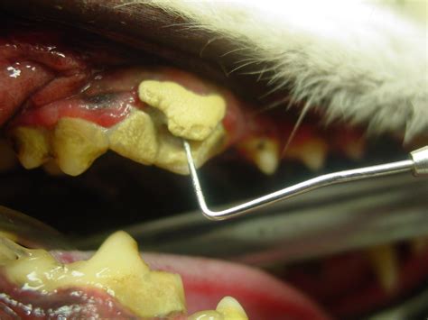 When you're trying to learn how to clean dogs' teeth, you should remember that your main goal here is to minimize plaque and tartar build up in your pooch's mouth. Guest Post: Why have your dog's teeth cleaned by a vet anyway?