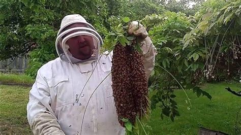 Collecting A Swarm Of Honey Bees Youtube