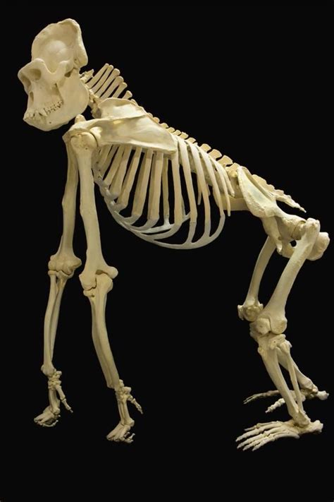 Skeletons A Museum O Orlskeletons Animal Skeletons Animal Bones