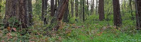 Pileated Woods British Columbia Canada 20 Reviews Map Alltrails