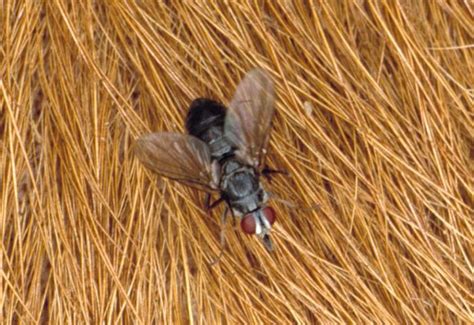 cattle fly control tips panhandle agriculture