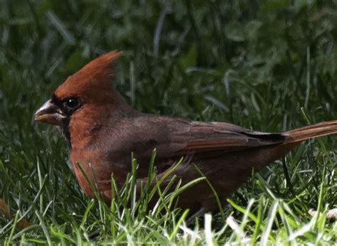 Maturing Juvenile Male Cardinal Smithsonian Photo Contest