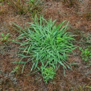 The Most Common Weeds In Northern Florida Lawn Master
