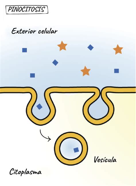 Endocitosis Y Exocitosis A Través De La Membrana Celular Estudyando