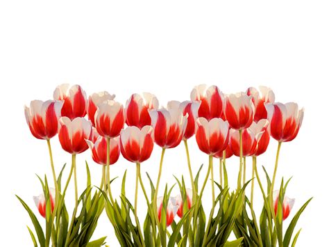 Tulips Spring Nature Free Photo On Pixabay Pixabay