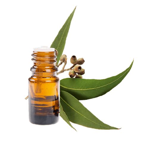 Melaleuca Alternifolia Tea Tree Oil