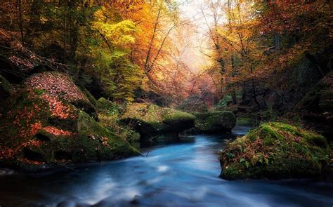 Nature Fall River Moss Forest Leaves Colorful Czech Republic