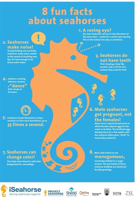 Seahorses Seahorse Facts Fun Facts Fun Facts For Kids
