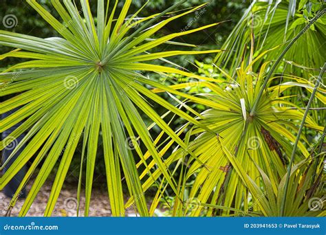 Beautiful Green Tropical Trees Background Stock Image Image Of Park
