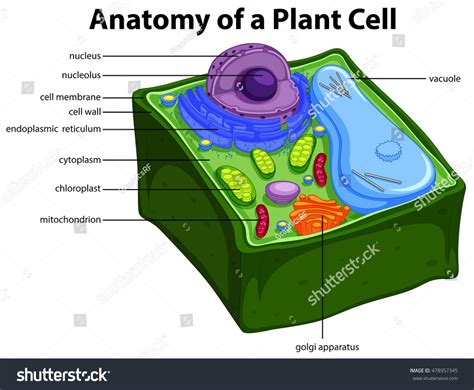 155351 Plant Cell Images Stock Photos And Vectors Shutterstock