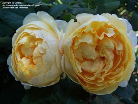 Plantfiles Pictures English Rose Austin Rose Charlotte Rosa By