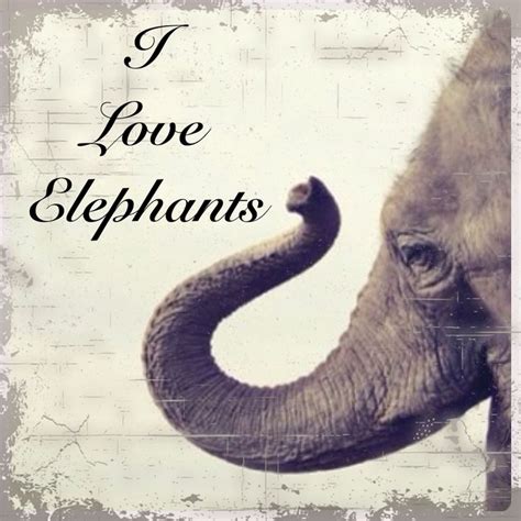 i love elephants elephant pictures elephant love elephant