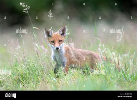 Red Fox Vulpes Vulpes Pups Hi Res Stock Photography And Images Alamy
