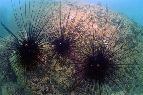 Long Spined Black Sea Urchin Reef Check
