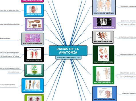 Ramas De La AnatomÍa Mind Map