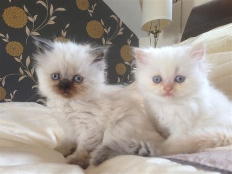 Free Black Kittens For Adoption Lovely Black And White Kitten That