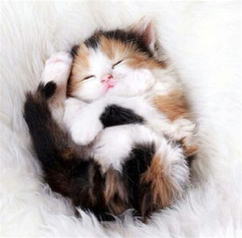 Pinterest Lillianrosemary ☼ ☾♡ Kittens Cutest Cute Animals Cats