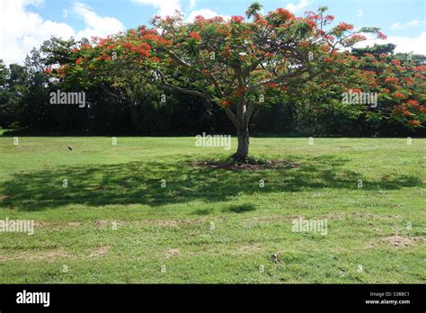 Tree Casting A Shadow Stock Photo Alamy