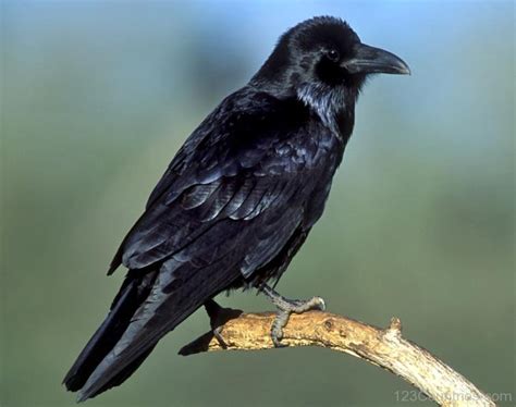 The Common Raven Post1