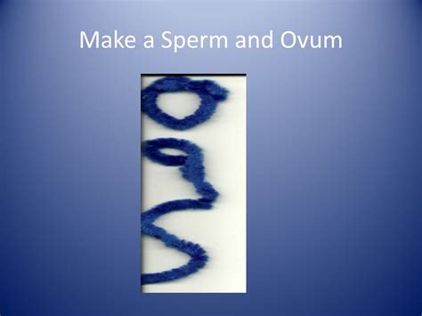 Make A Sperm And Ovum Female Mons Pubis Labia Urethra Perineum Vagina