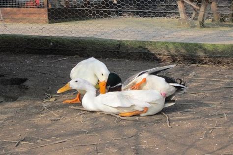How To Breed Ducks Like The Pros Pethelpful