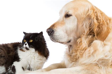 Persian Cat With Golden Retriever Dog Stock Photo Image Of Breed