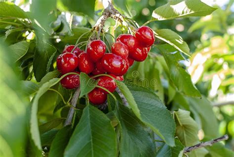 Big Red Cherries With Leaves And Stalks Good Harvest Of Juicy Ripe