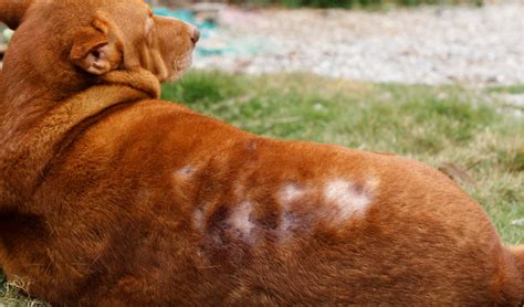 Canine Alopecia Treatment