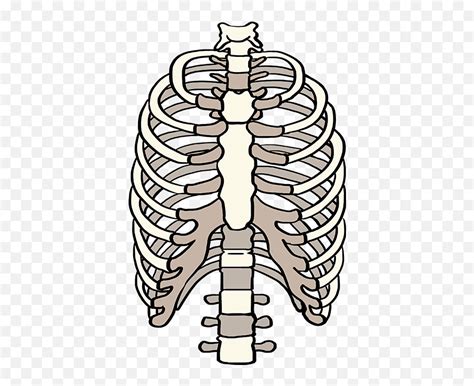 Draw Rib Cage Hd Png Download Ribs Rib Cage Png Free Transparent Png Images Pngaaa Com