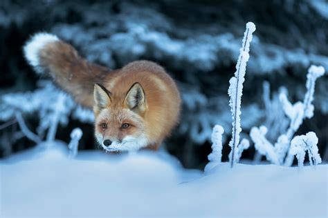 Red Fox On Prowl Photograph By Scott Slone Fine Art America