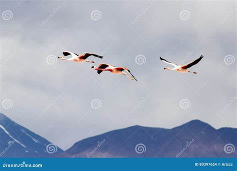 Flying Flamingos Stock Photo Image Of Beautiful Cloudy 80397654