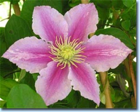 Clematis, piilu ★★★★★ ★★★★★ 2.4 out of 5 stars. British Clematis Society Web Site