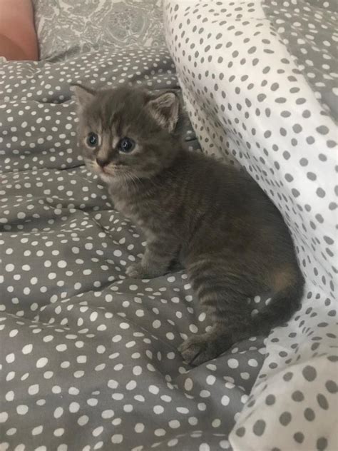 Kittens For Sale In Oundle Cambridgeshire Gumtree