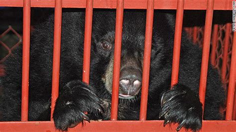 A Second Life For Vietnams Bile Bears The Real Signs Of Times