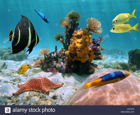 Colorful Underwater Sea Life On The Seabed With Marine
