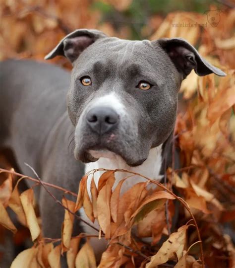 14 Awesome Facts About American Staffordshire Terriers The Paws