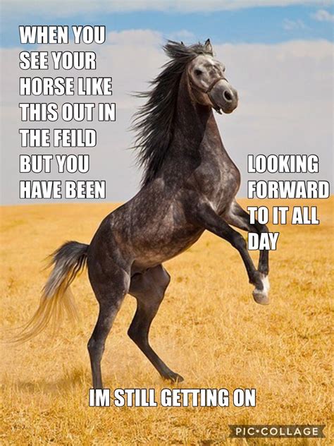 Horse Memes Funny Horse Pictures