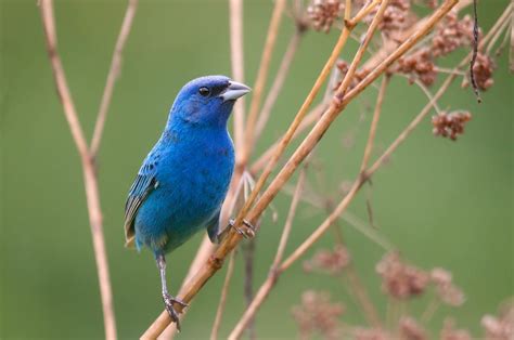 Bluebirds In Indiana The Ultimate Resource Bluebird Landlord