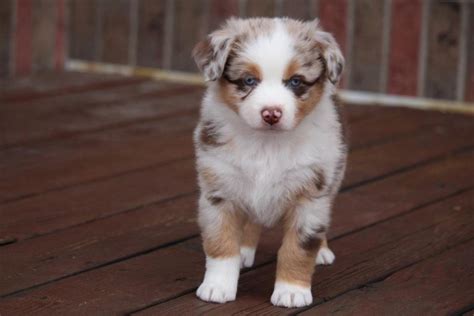 Red Merle Australian Puppy For Sale Canyon Creek Aussies