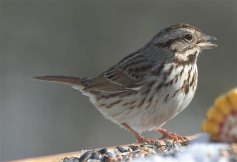 Ohio Bird Photo Collection Song Sparrow