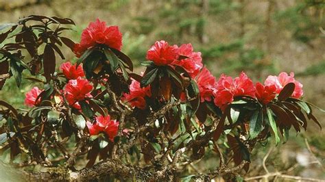 Discovering The Nepal Through Its Flora Flowers Of Nepal