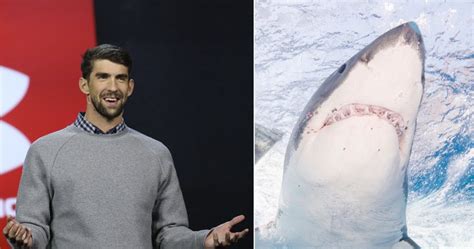 Michael Phelps Vs Great White Shark Leaves Fans Disappointed National Globalnewsca