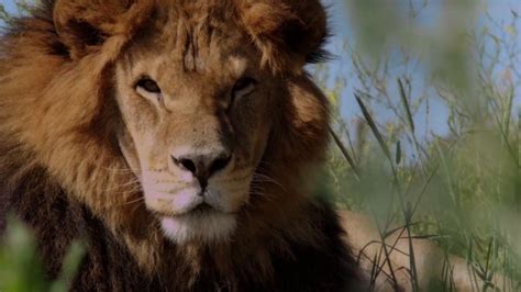 Peru Lion Rescue Completed Wild Animal Sanctuary In Colorado Gets