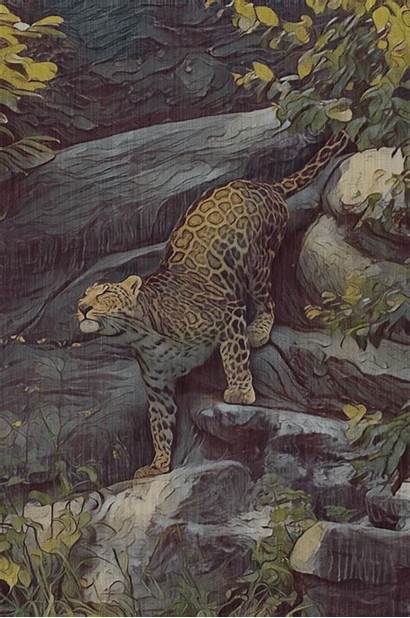 Rainforest Jaguar Land