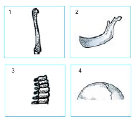 Check spelling or type a new query. Pras Academy - SD: Soal Latihan Rangka ManusiaNo : 002