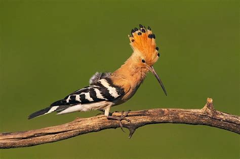 Youd Never Believe These Facts About Hoopoe Birds Animal Encyclopedia