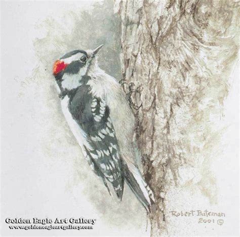 Downy Woodpecker Study Artwork By Robert Bateman Art Artwork