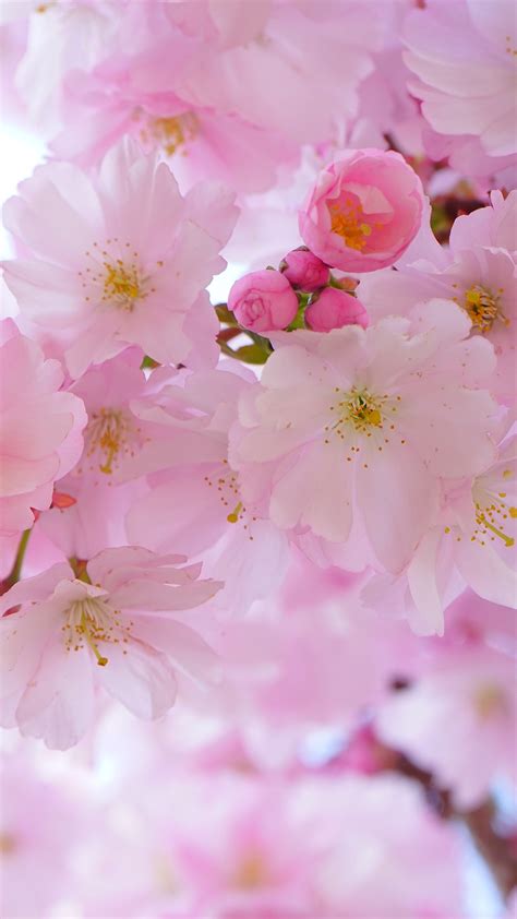 Free Hd Cherry Blossom Phone Wallpaper5547