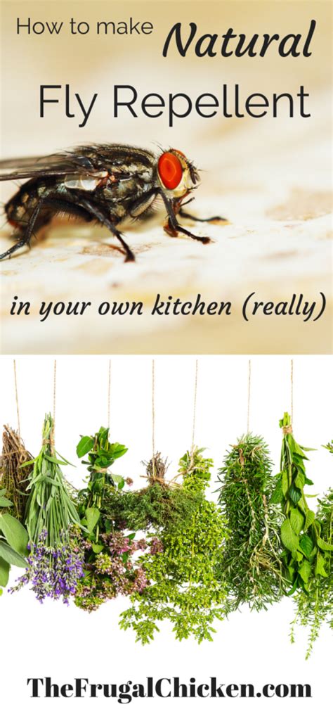 We provide the best services in the industry at value for money. Natural Ways to Get Rid of Flies | Natural fly repellant ...