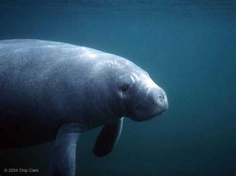 From Mermaids To Manatees The Myth And The Reality Smithsonian Ocean
